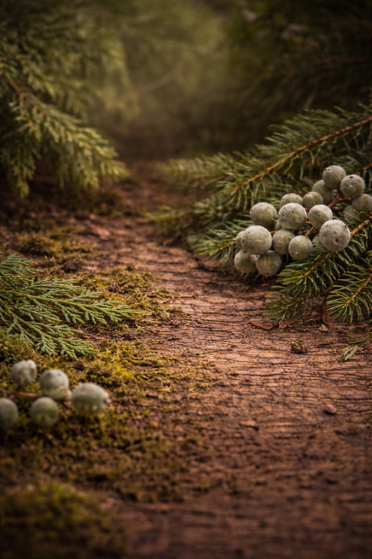 Cypress Bayberry Incense Fresh Evergreen Home Fragrance